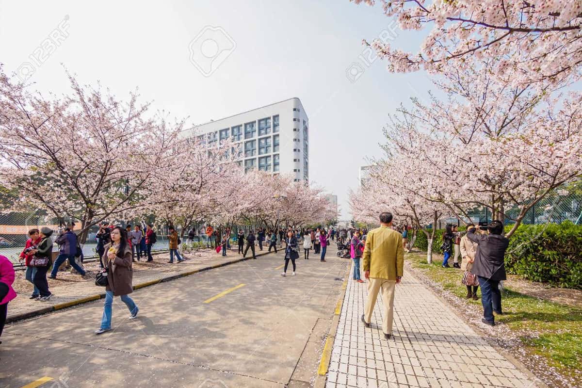 Lễ hội Hoa anh đào
