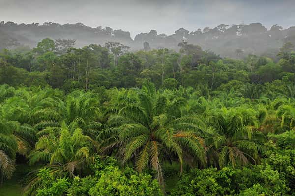 Top 10 khu bảo tồn thiên nhiên ấn tượng nhất ở Malaysia 