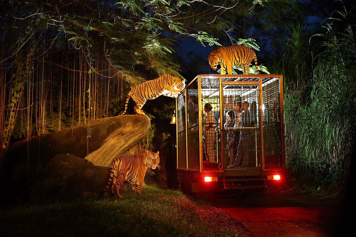 Night Safari
