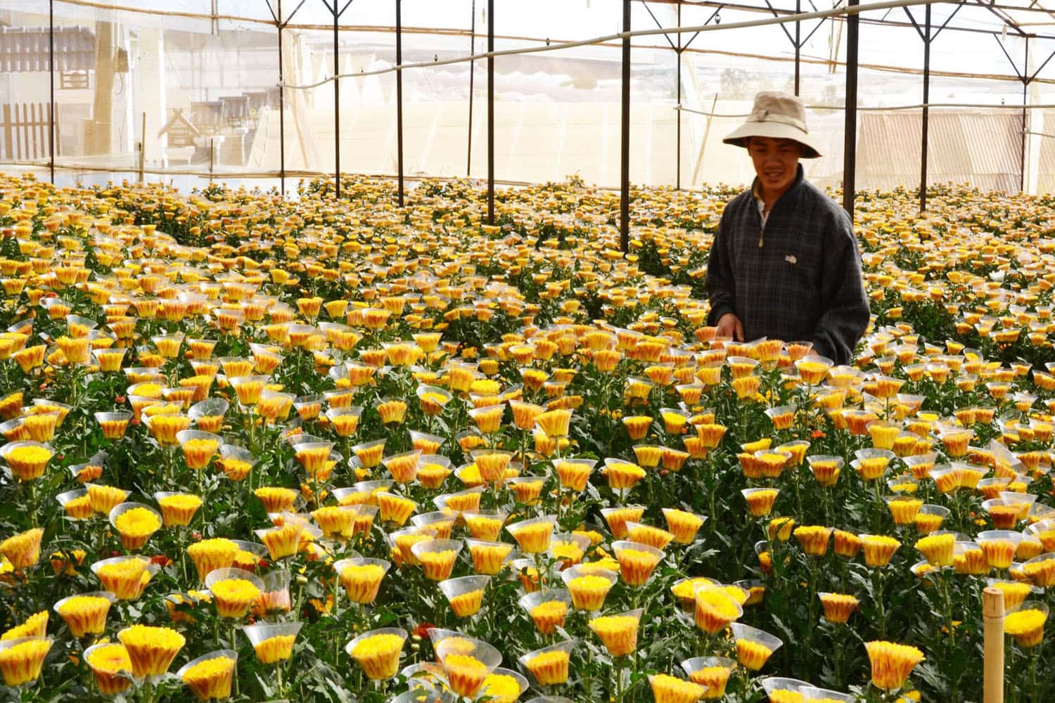 Vẻ đẹp độc đáo của làng hoa Thái Phiên Đà Lạt