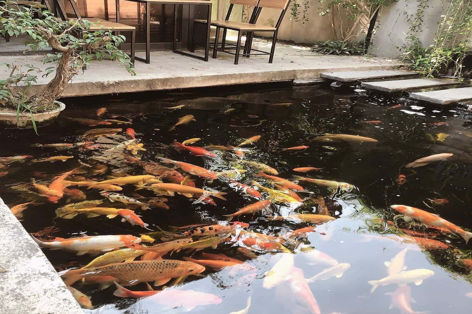 Hồ cá Koi tại quán Cloud Garden Coffee Shop