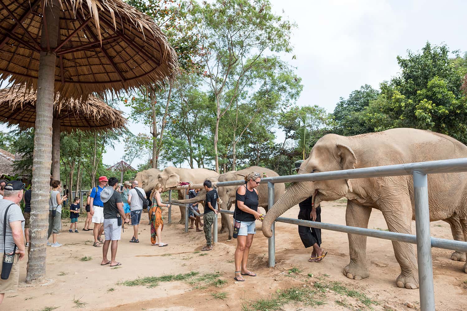 Những chú voi thân thiện tại Samui Elephant Sanctuary