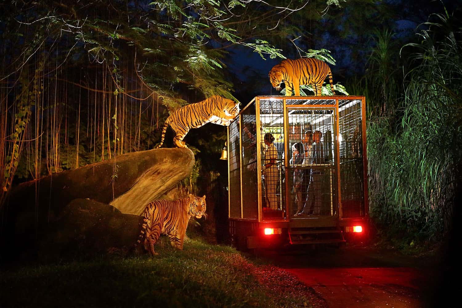 Night Safari
