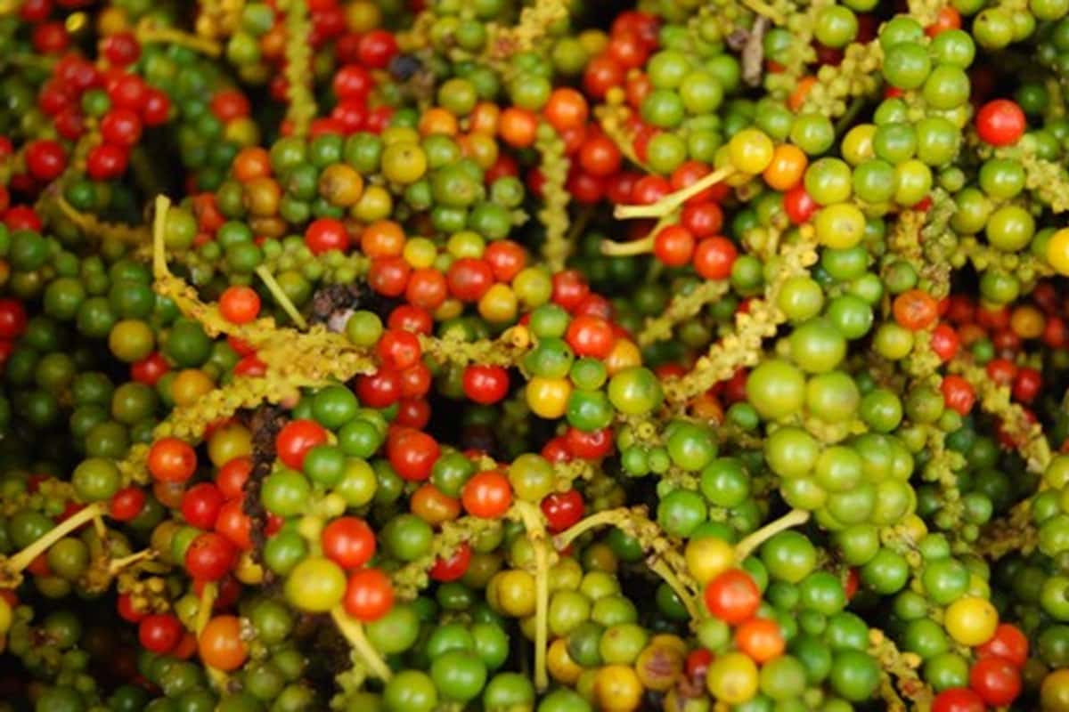 Hồ tiêu Phú Quốc