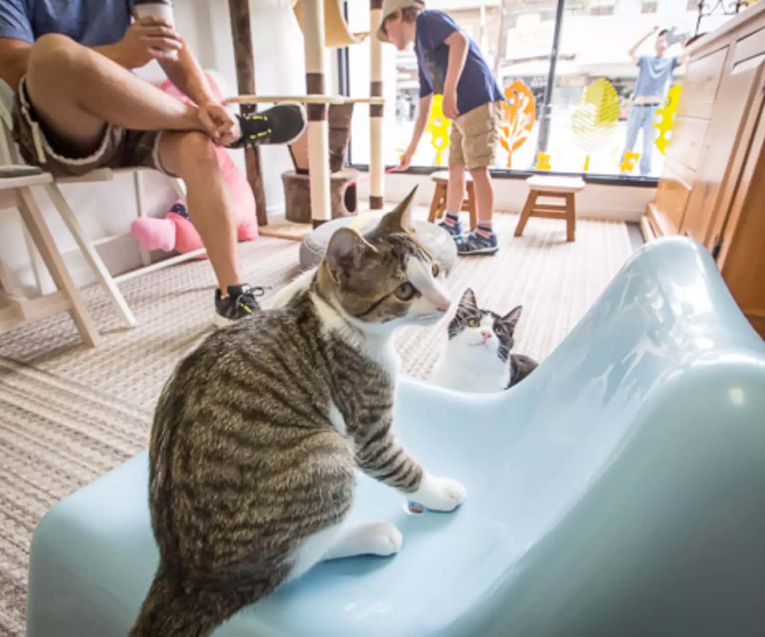 Meow Coffee – Quán cà phê chó, mèo