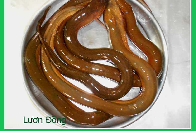 Lươn tươi cho vào giỏ, thêm chút muối xóc đều cho hết sạch chất nhớt rồi rửa sạch