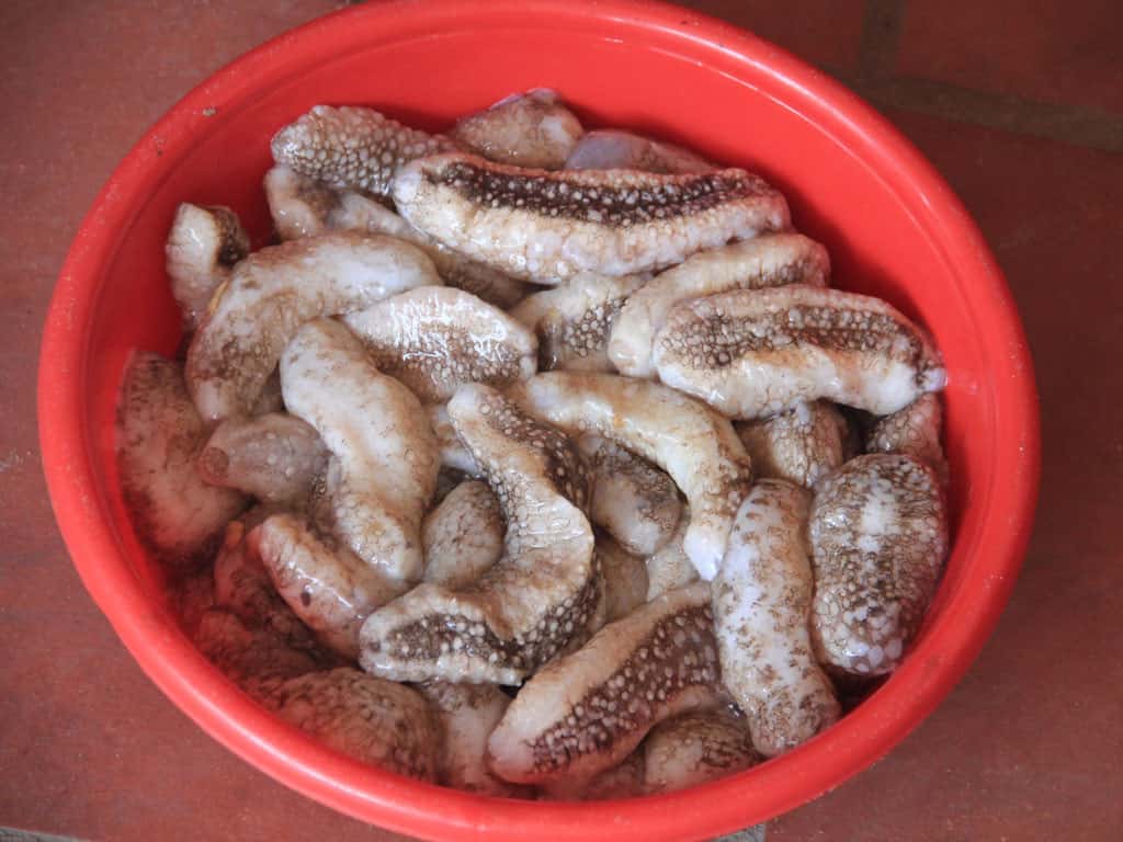 Hải sâm Phú Quốc