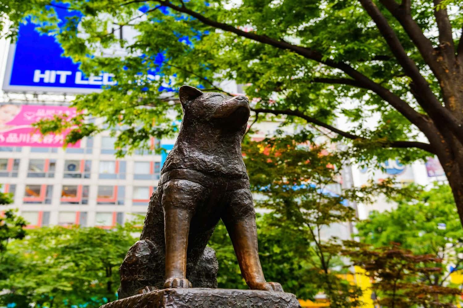 Truyền thuyết về Hachiko