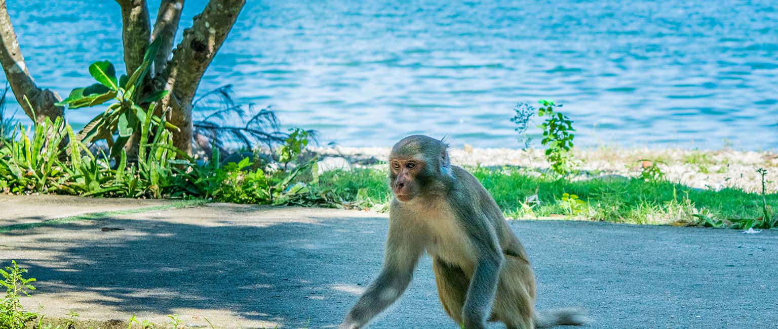 Đến ngay Đảo Khỉ - Nha Trang để tận hưởng niềm vui bất tận