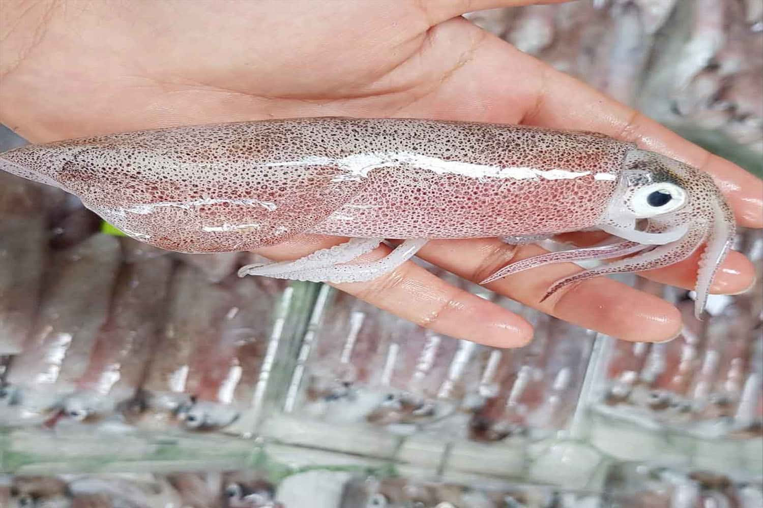 Mực cơm biển Ngang