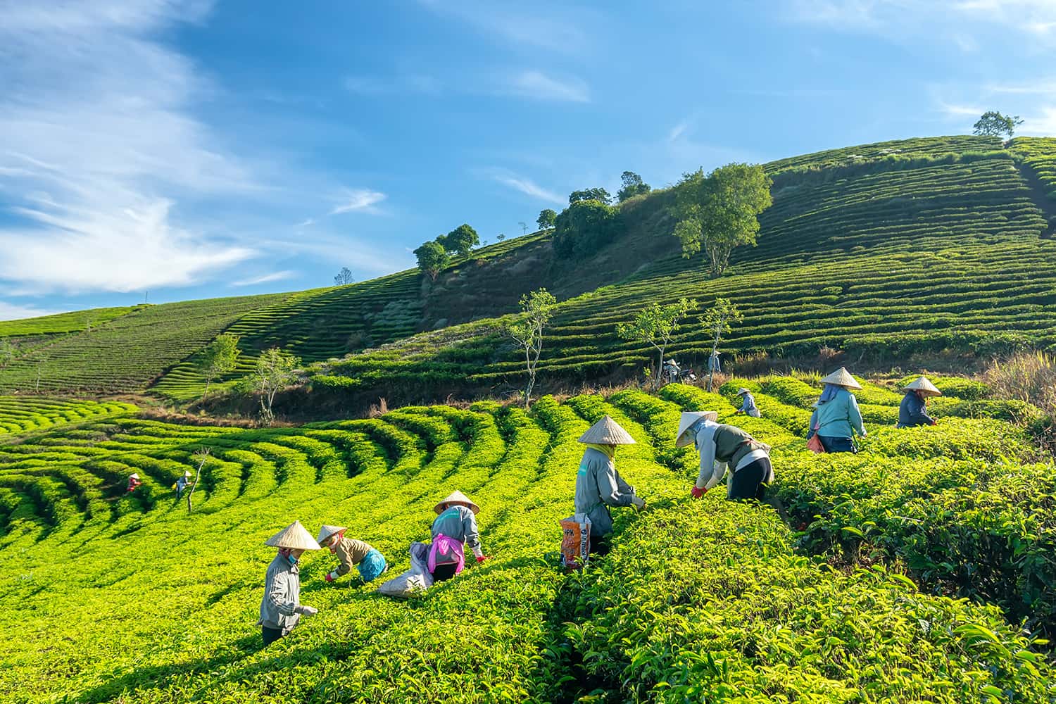 Đồi chè Cầu Đất