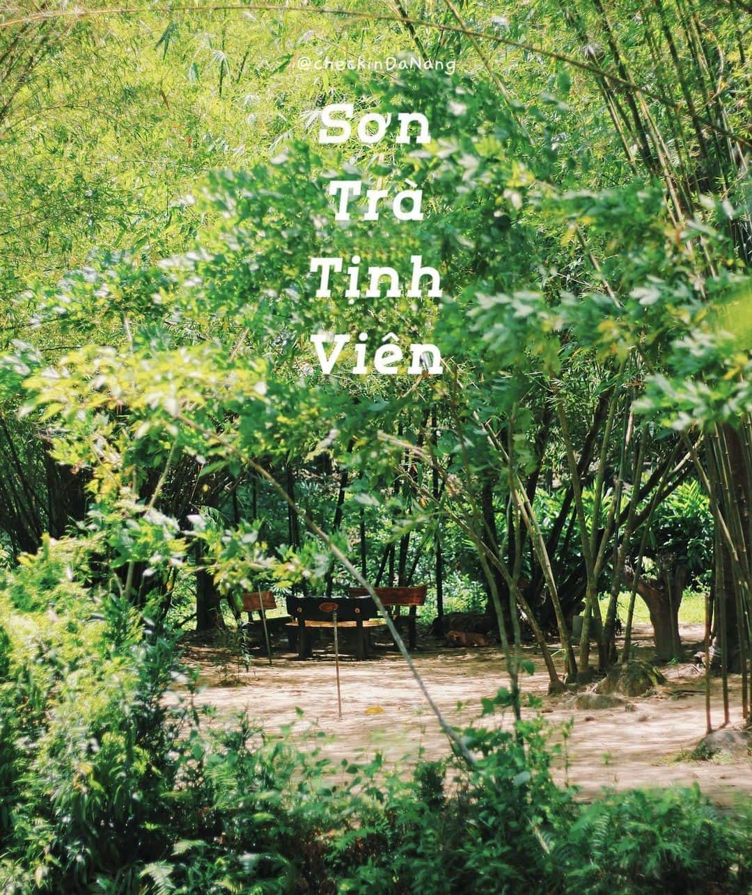 justfly son tra tinh vien da nang