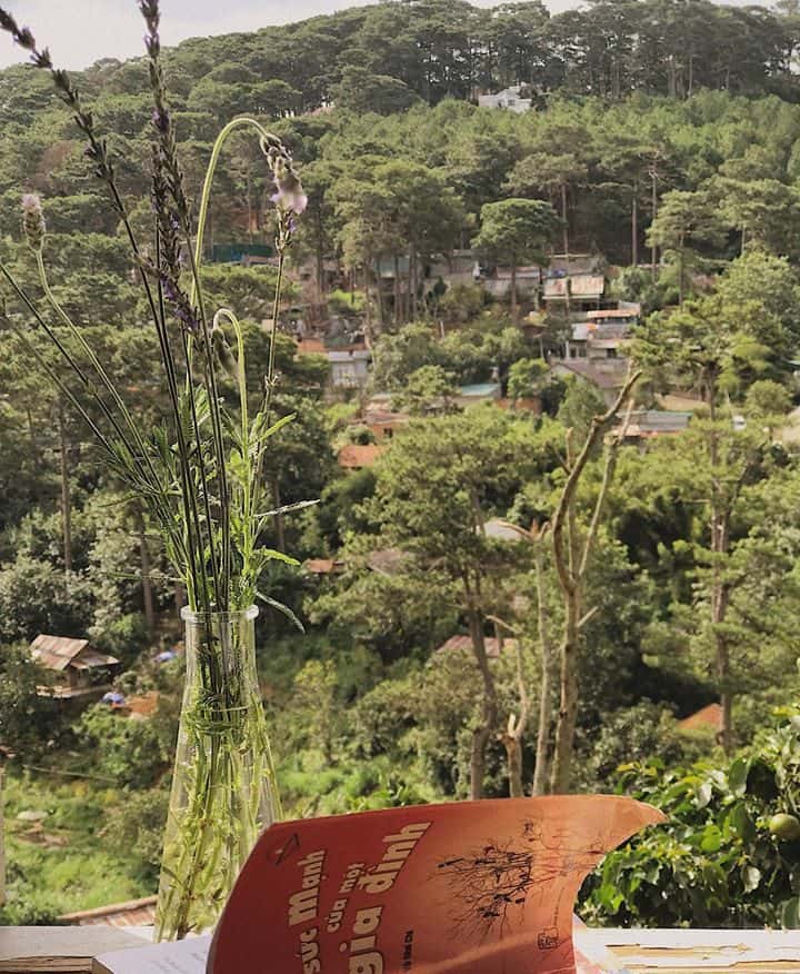 justfly to cu lon  cu tren cay da lat