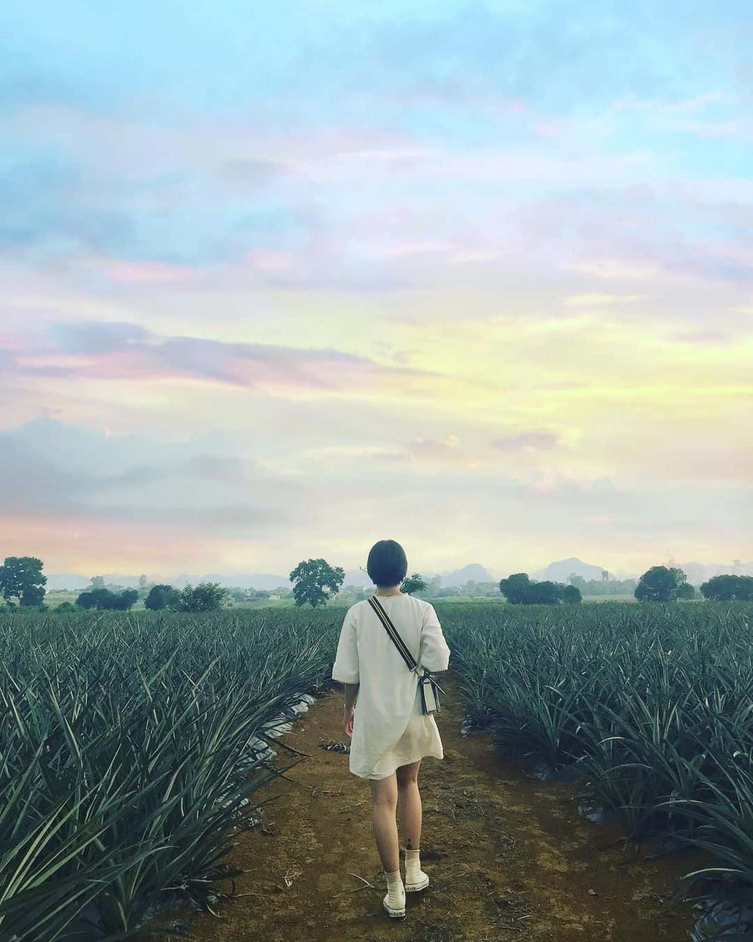 宁平Tam Hiệp菠萝丘 — 照片 23
