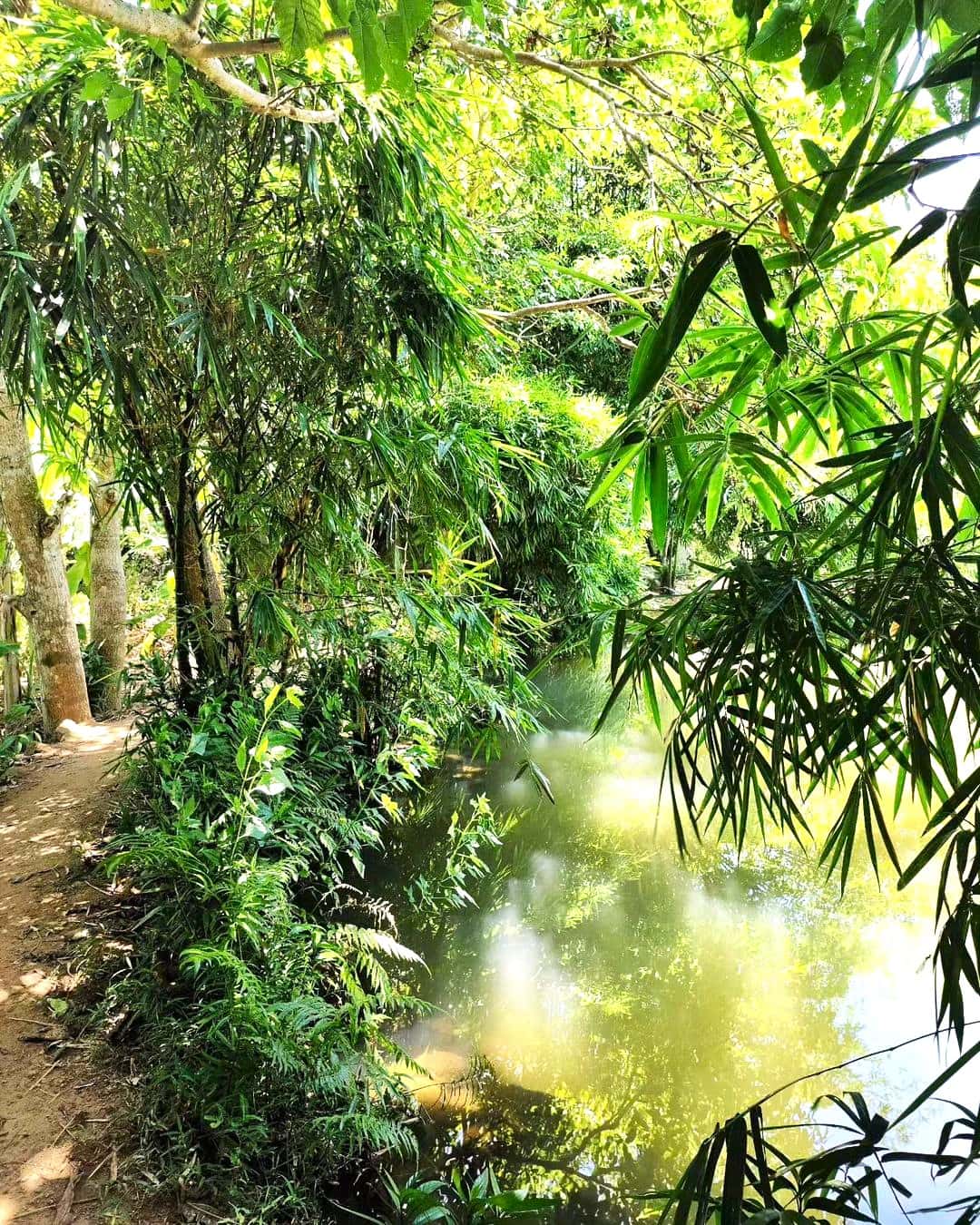 justfly son tra tinh vien da nang