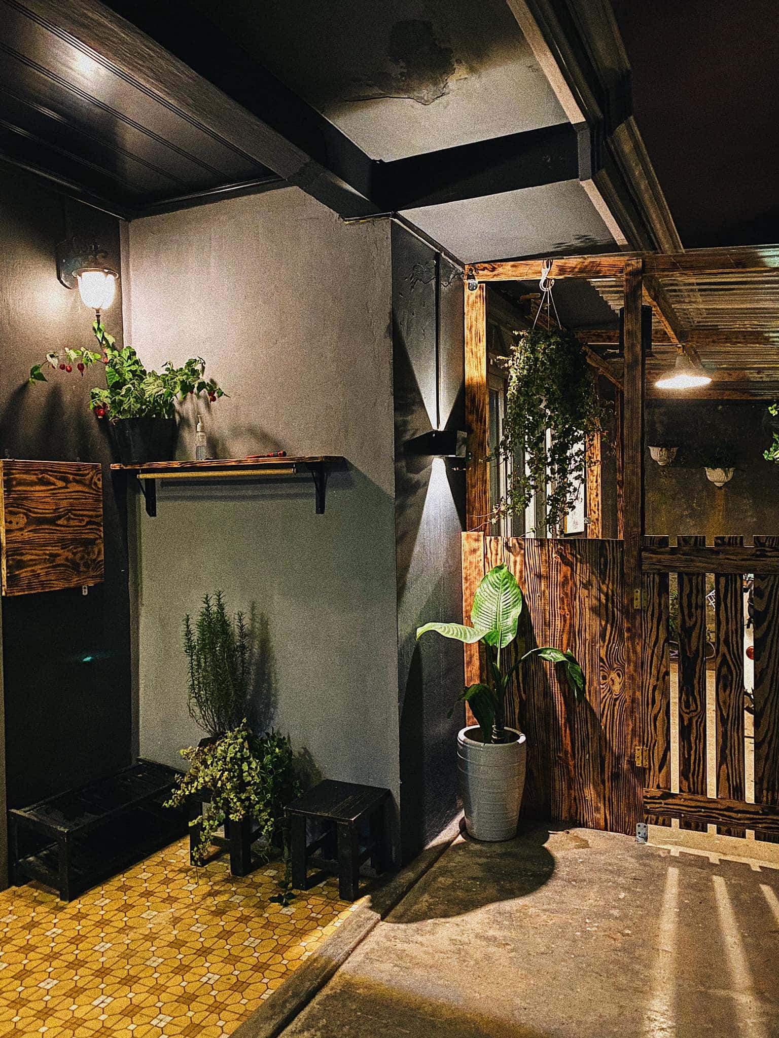 Mèo Xiêm, Đà Lạt — ảnh 30