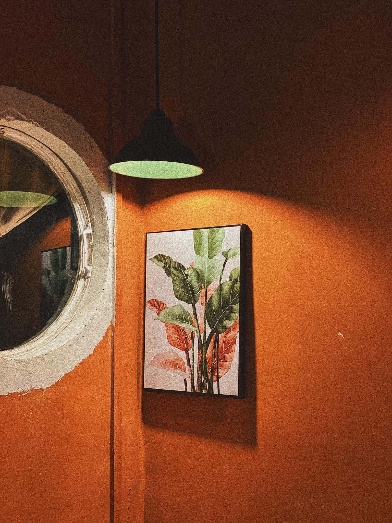 Mèo Xiêm, Đà Lạt — ảnh 23