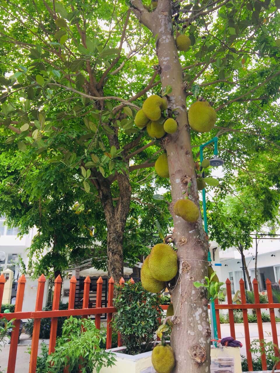 SH12, FLC Sầm Sơn — photo 8