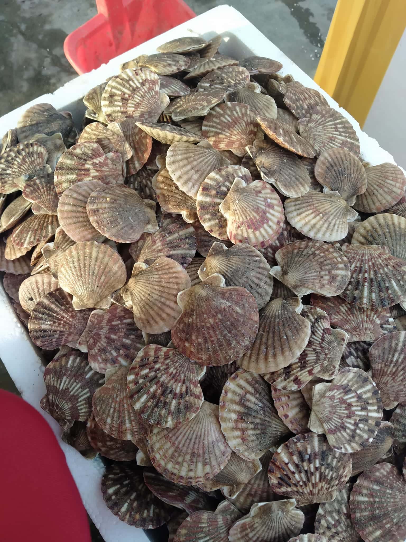 cho dem vung tau dia diem du lich vung tau attvut10
