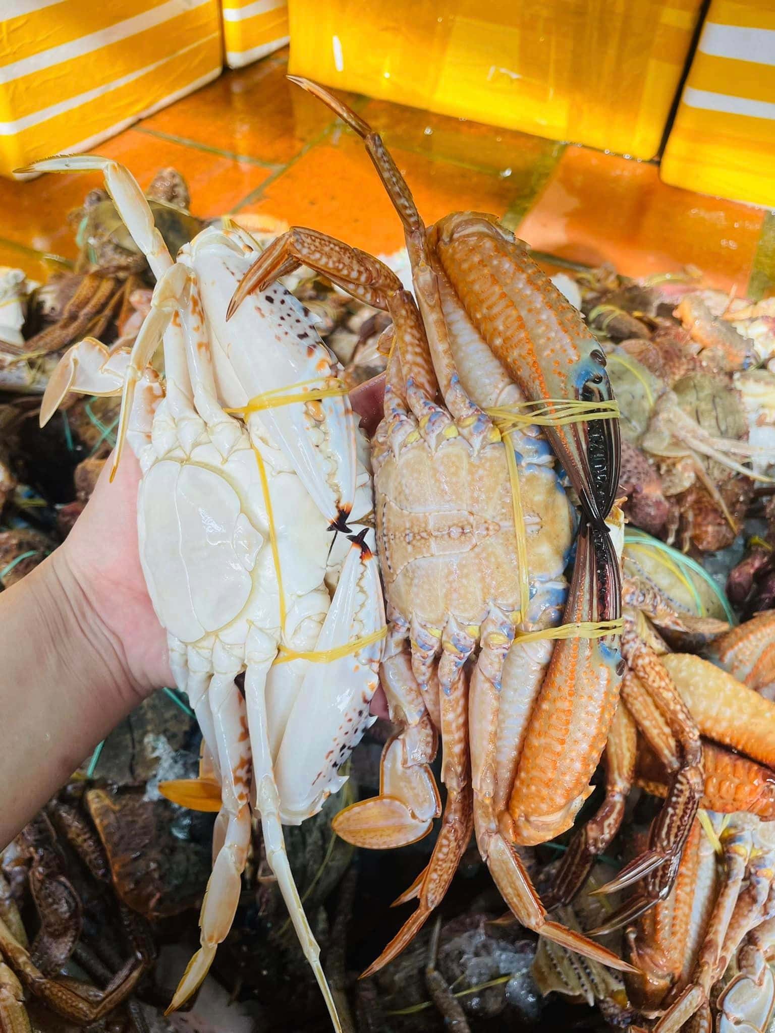 cho dem vung tau dia diem du lich vung tau attvut10
