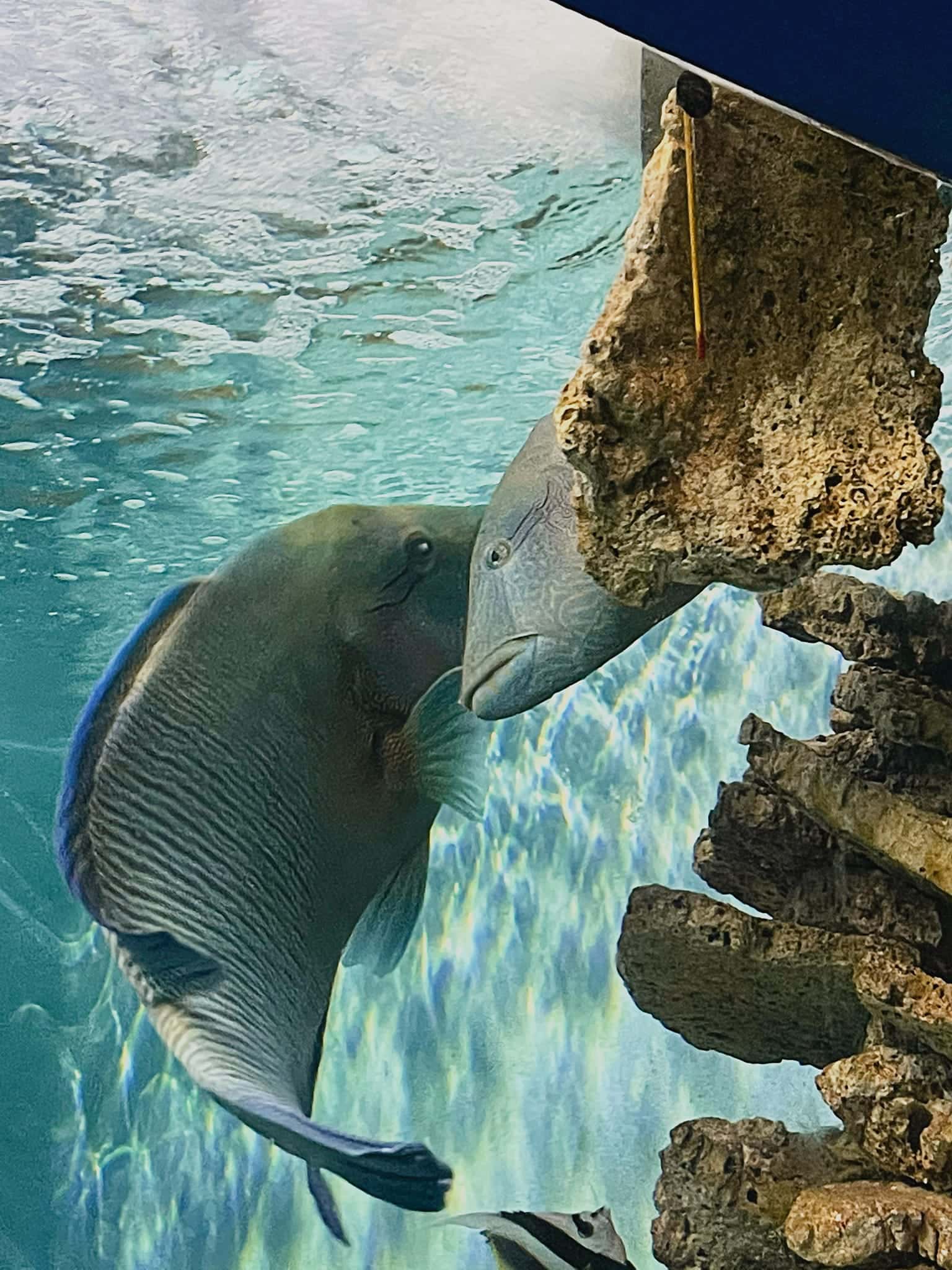 vien hai duong hoc nha trang dia diem du lich nha trang attcxr25