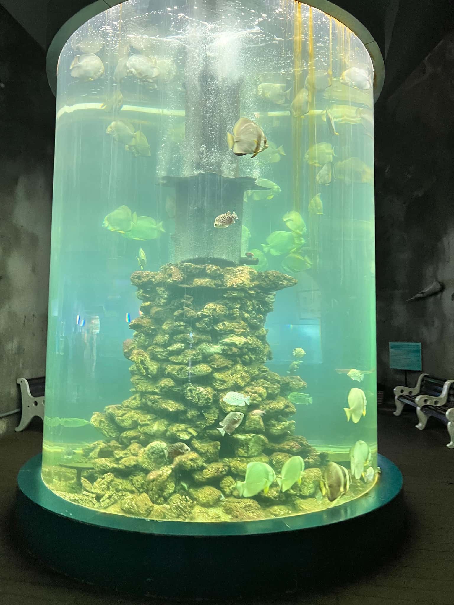 vien hai duong hoc nha trang dia diem du lich nha trang attcxr25