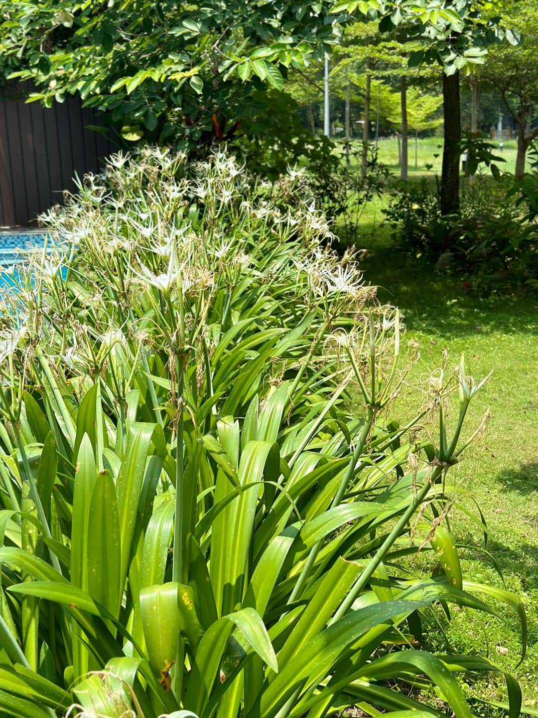 Villa A09, Flamingo Đại Lải — photo 8