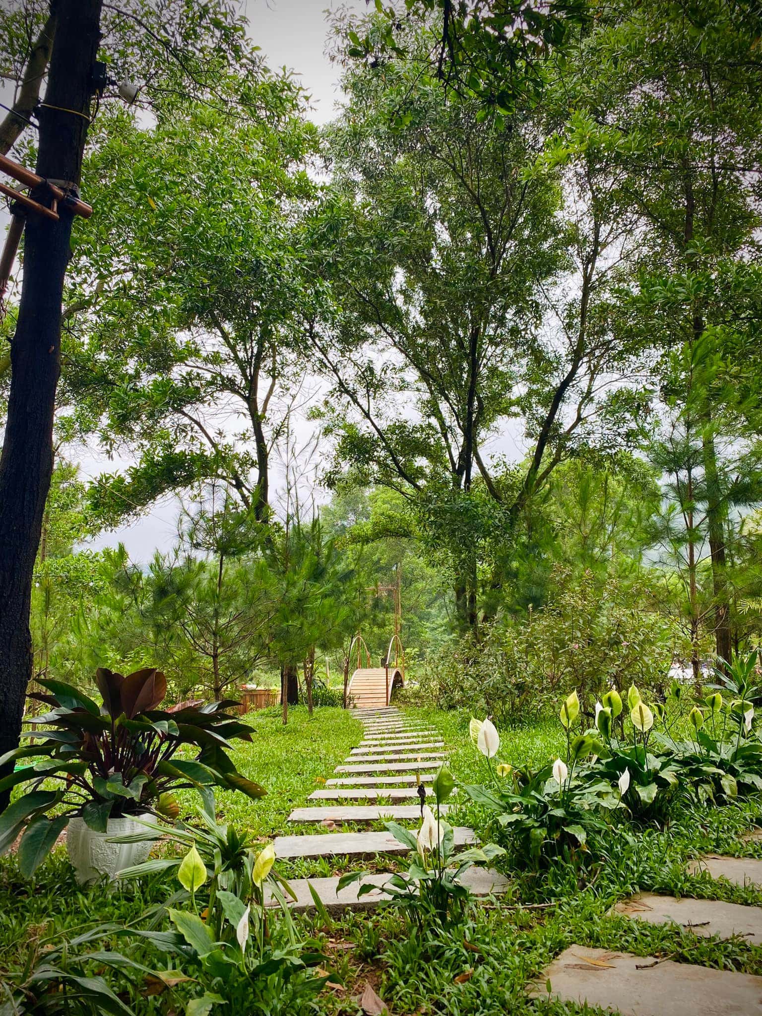 Lush green garden