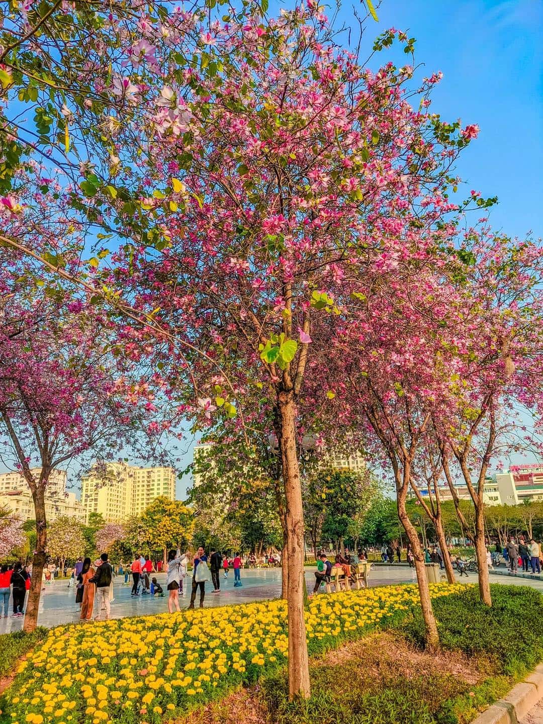 justfly cong vien cau giay hanoi
