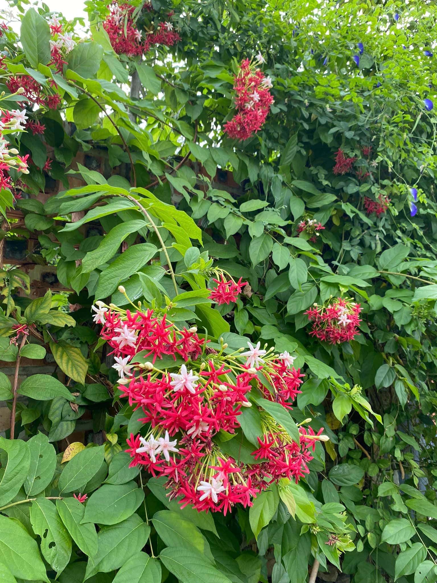 Pomegranate House (Anna Little Garden) in Lâm Trường, Sóc Sơn — photo 27