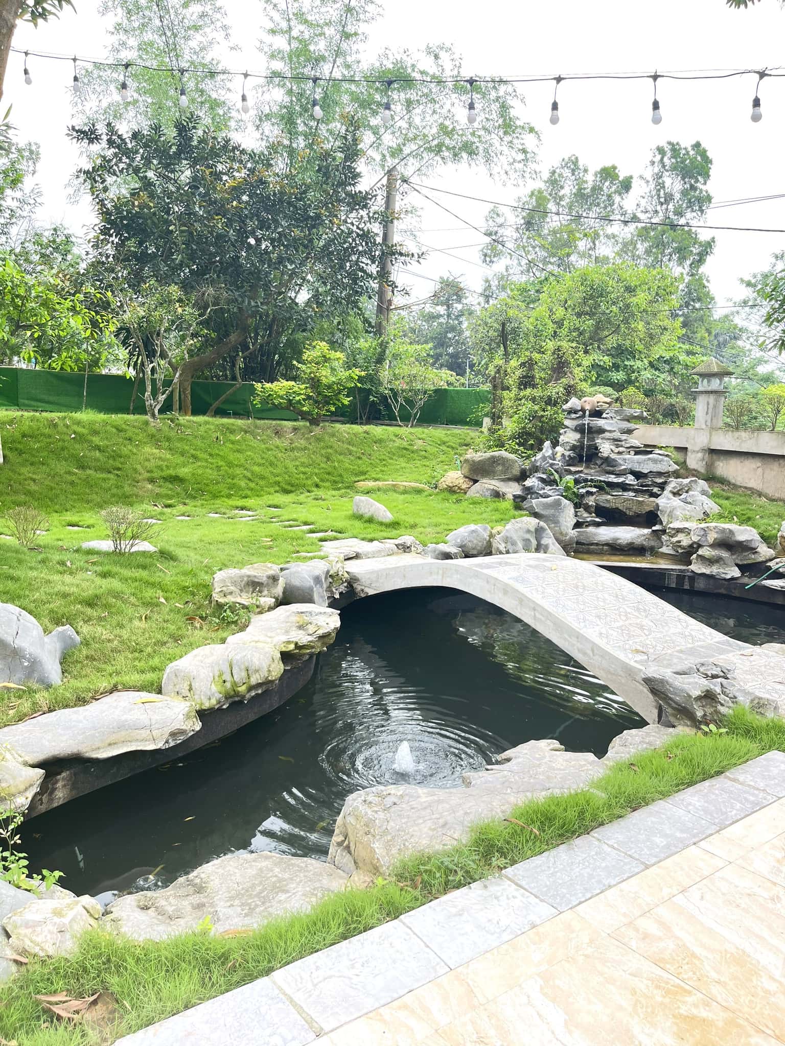 Koi pond
