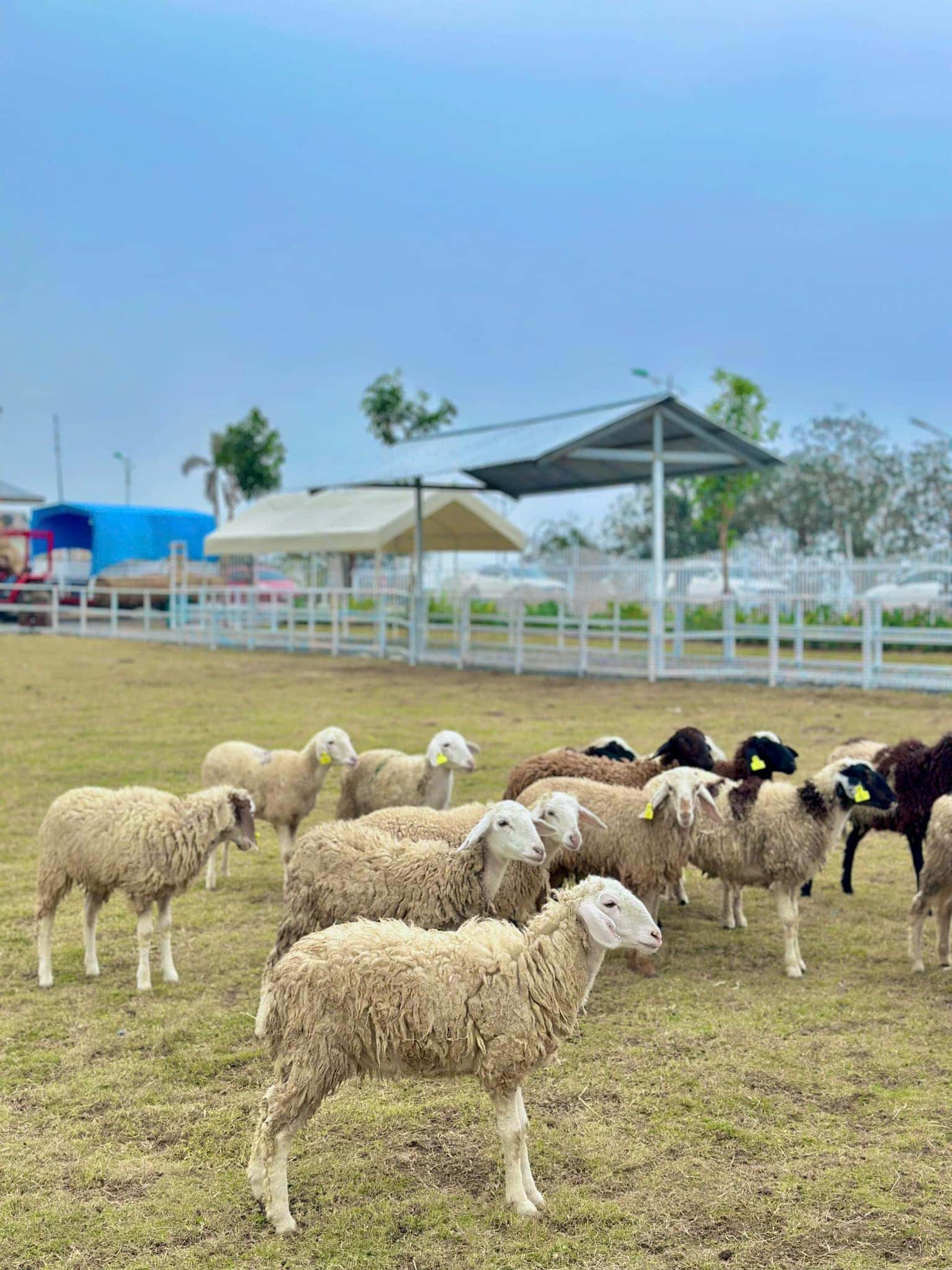Nông trại Tuần Châu (Tuan Chau Farm), Hạ Long — ảnh 2
