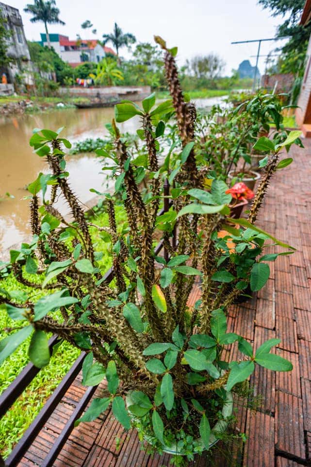 justfly garden view bungalow tam coc melody homestay ninh binh