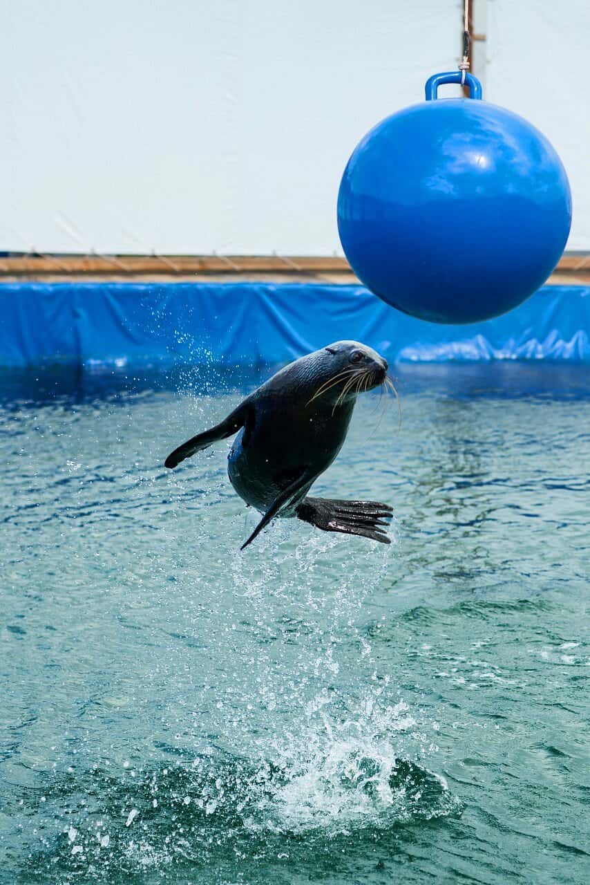 justfly tri nguyen aquarium nha trang