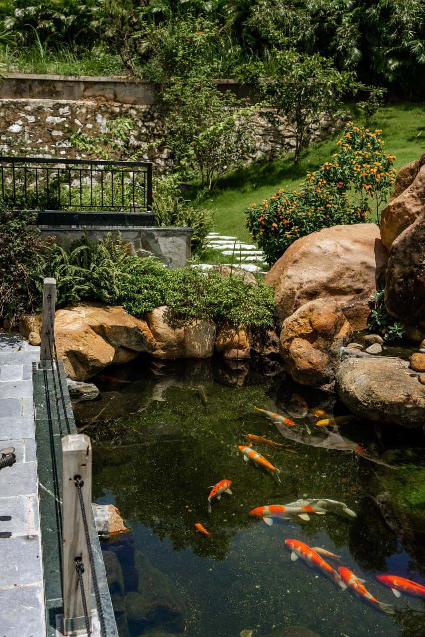 Koi pond and landscape garden