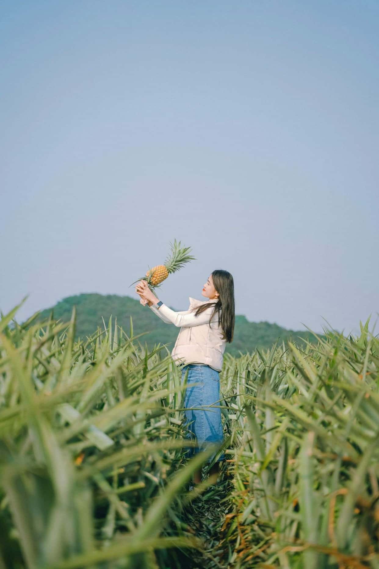 宁平Tam Hiệp菠萝丘 — 照片 26