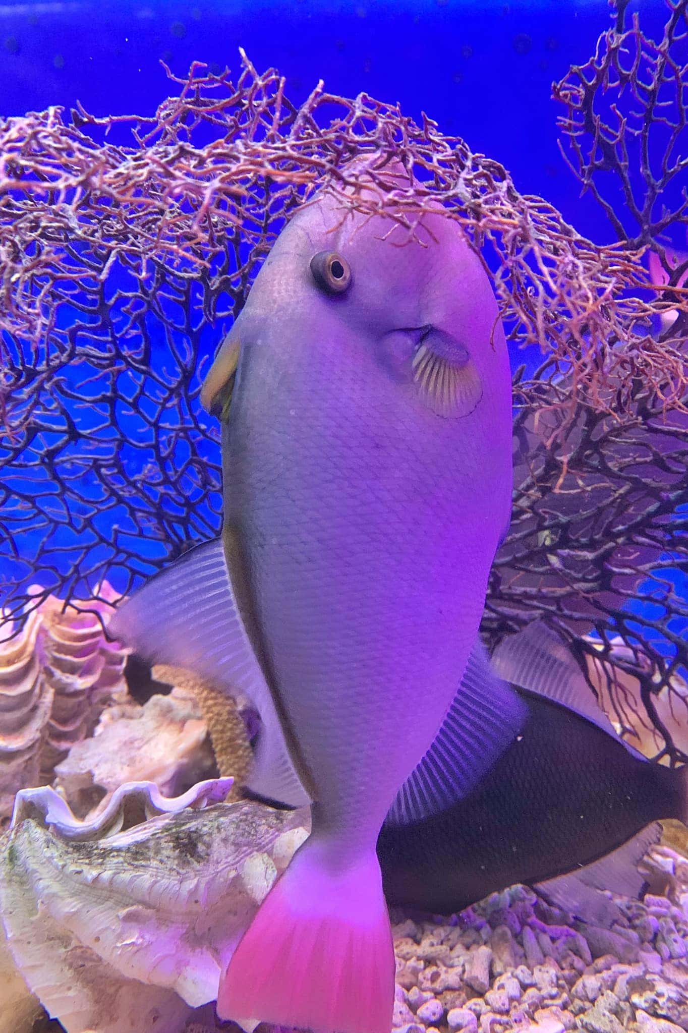 vien hai duong hoc nha trang dia diem du lich nha trang attcxr25
