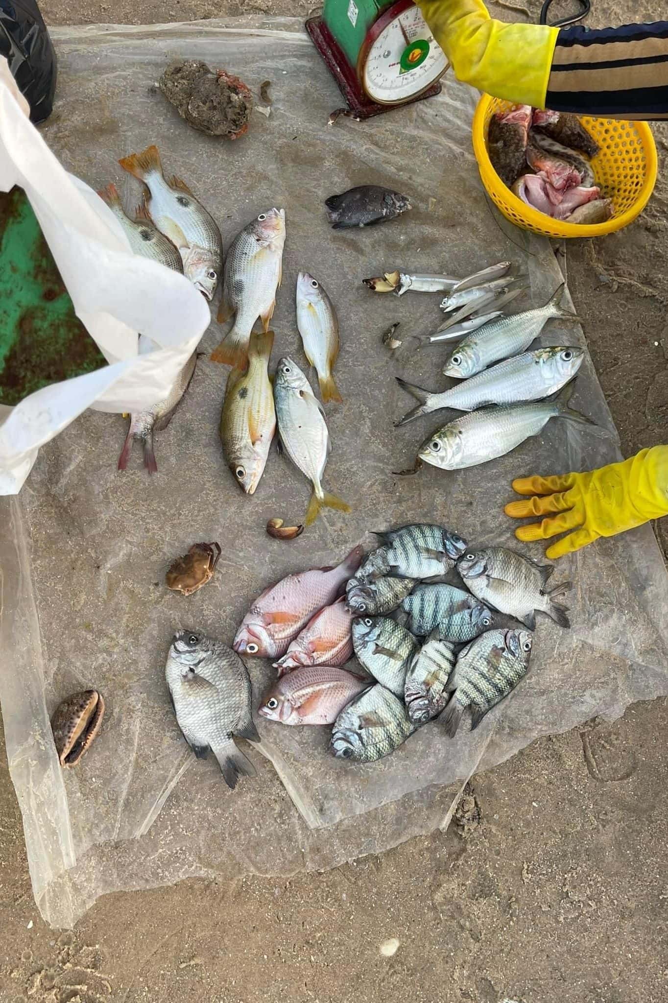 Bãi Đá Ông Địa Phan Thiết — ảnh 6