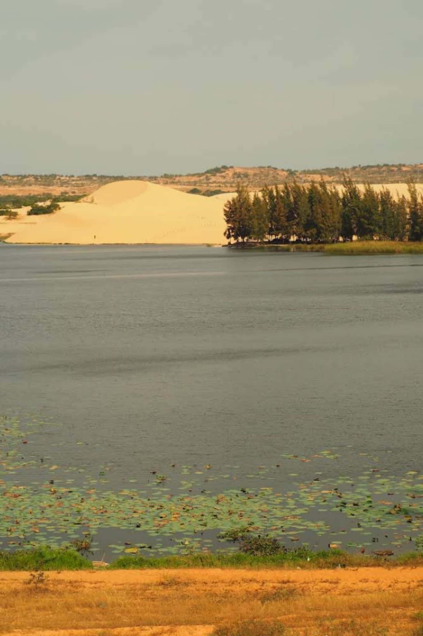 Bàu Trắng - Bàu Sen (White Sand Dunes) — photo 11