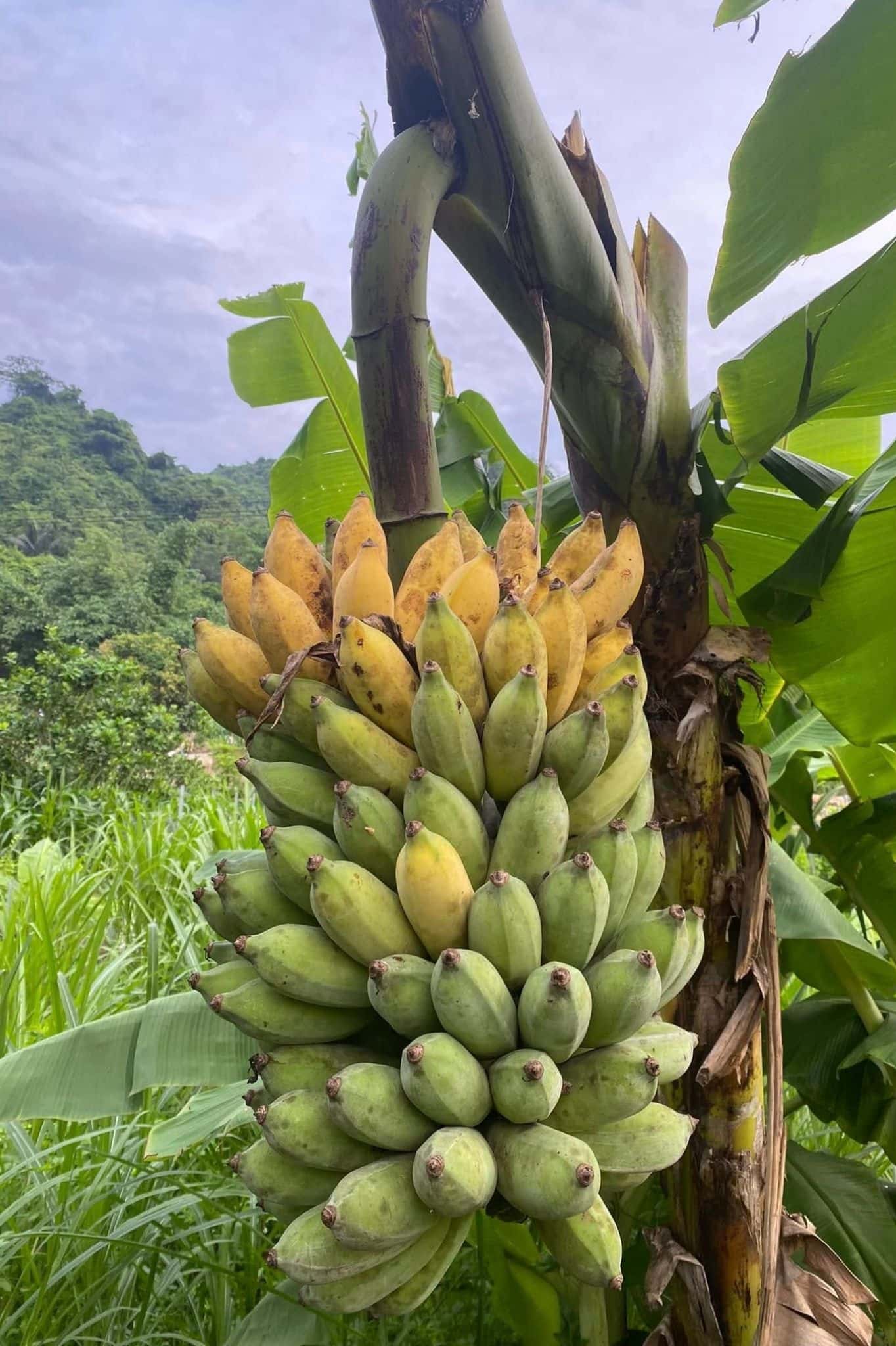 Nhà Bên Vườn (Mộc Miên Retreat) tại Kim Bôi, Hòa Bình — ảnh 16