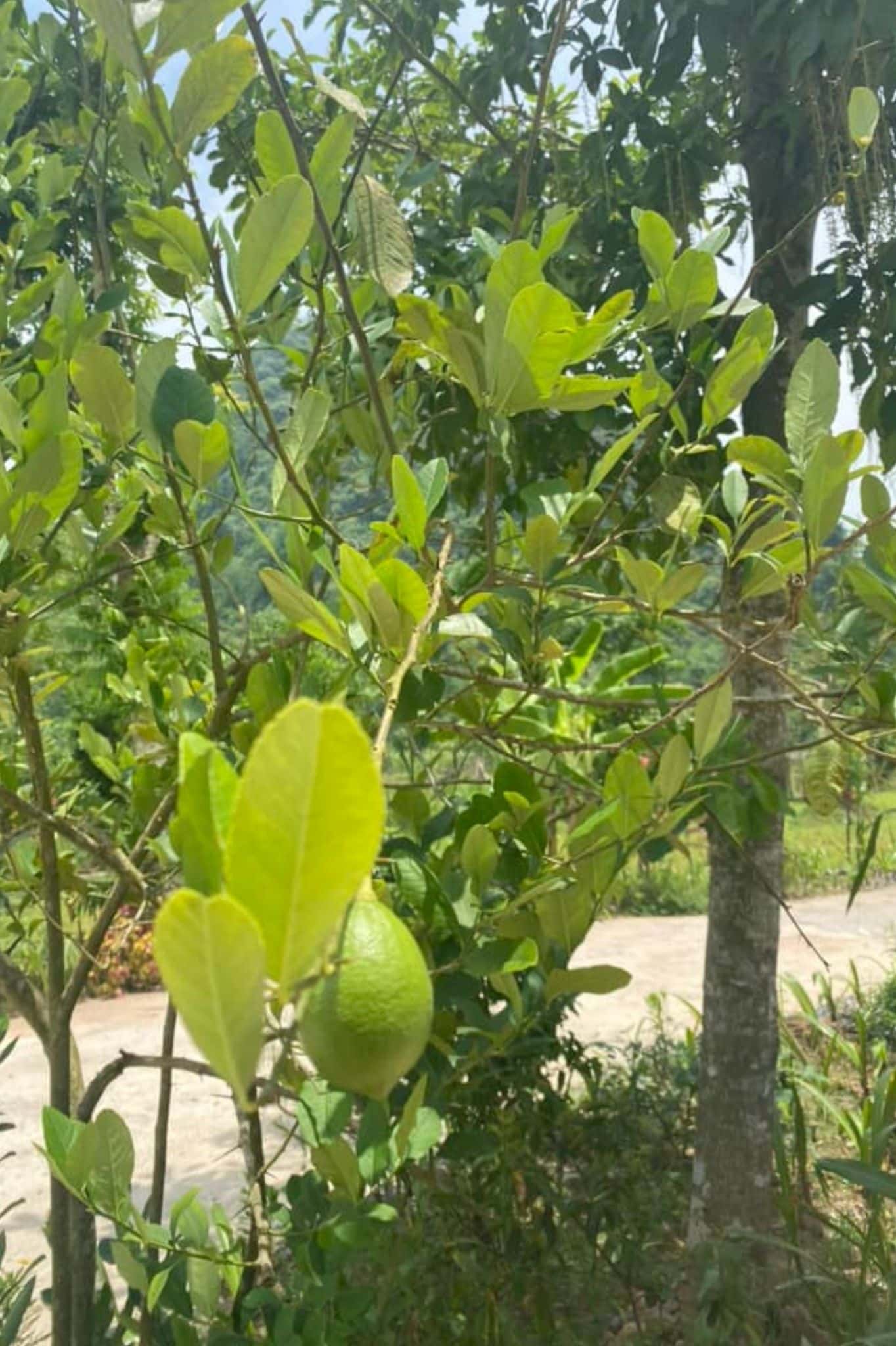 Nhà Bên Vườn (Mộc Miên Retreat) tại Kim Bôi, Hòa Bình — ảnh 13