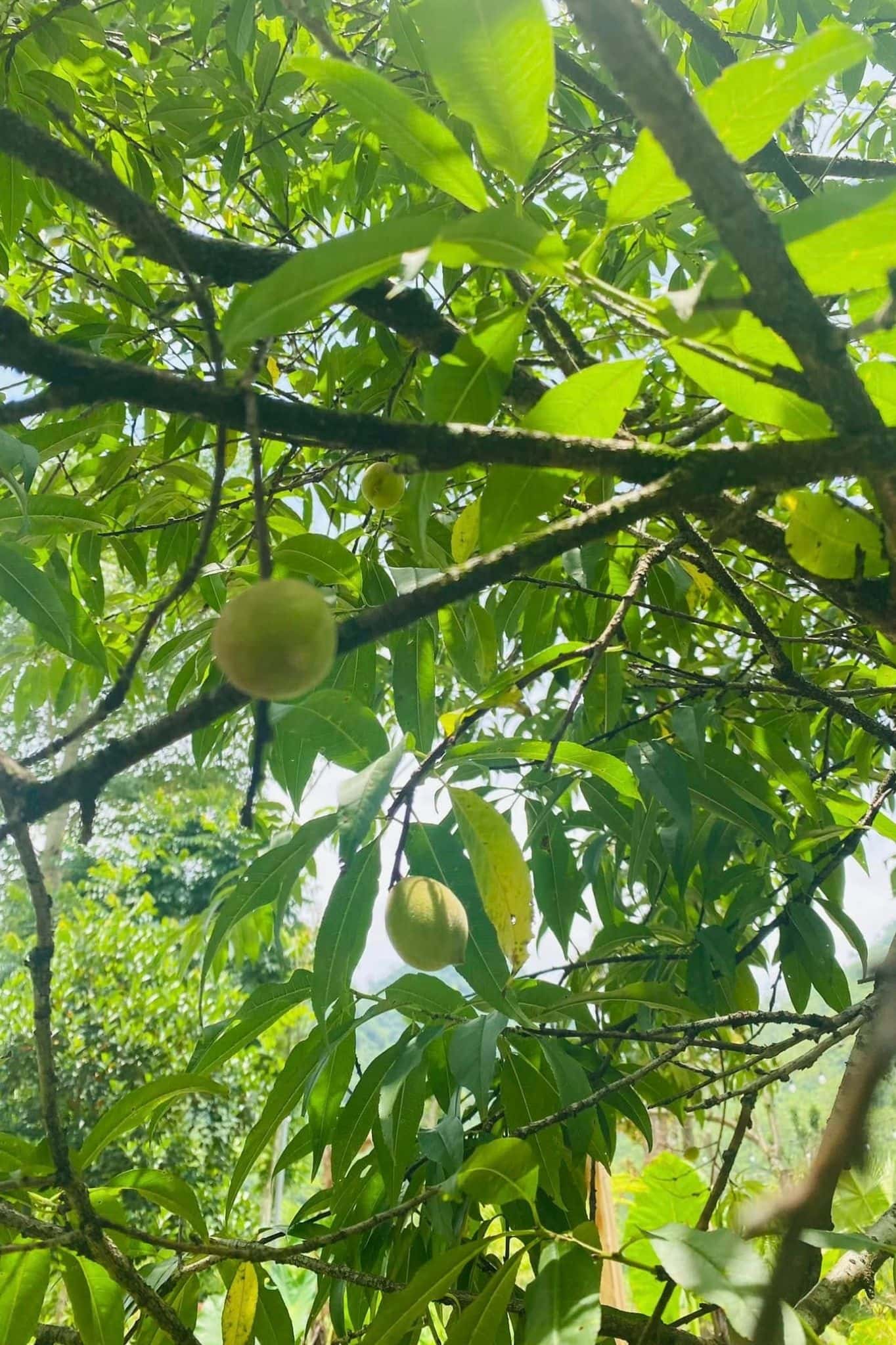 Nhà Bên Vườn (Mộc Miên Retreat) tại Kim Bôi, Hòa Bình — ảnh 15