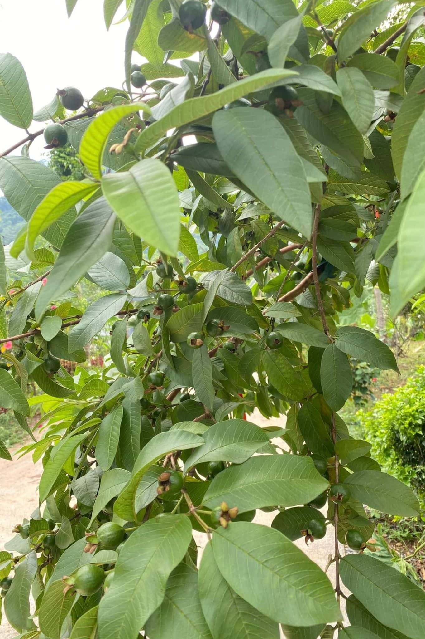 Nhà Bên Vườn (Mộc Miên Retreat) tại Kim Bôi, Hòa Bình — ảnh 14