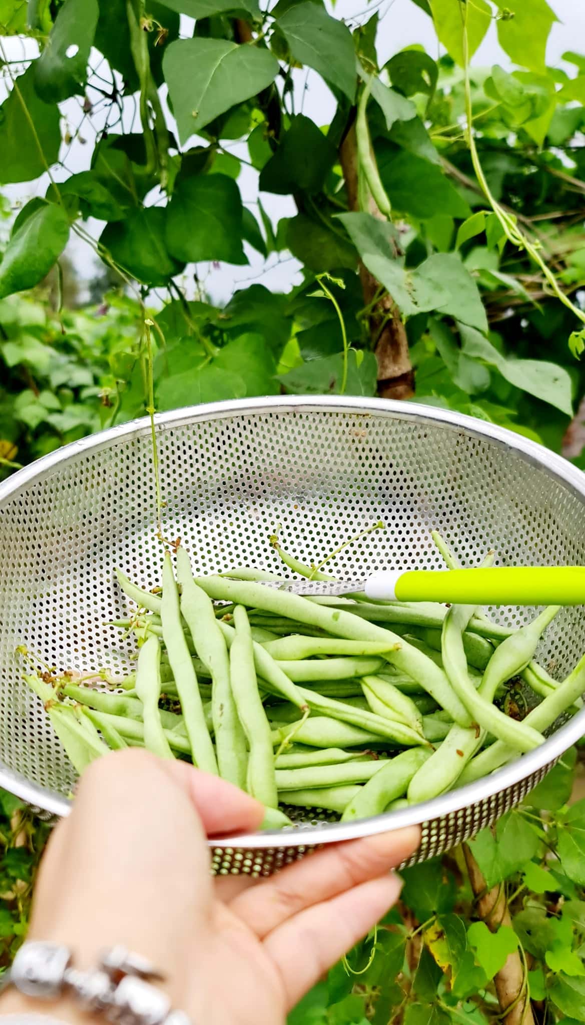 赠送时令新鲜蔬菜