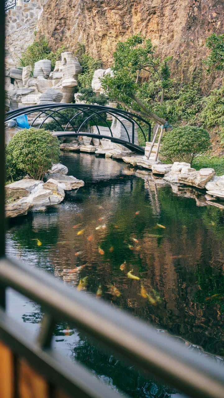 观赏鱼池