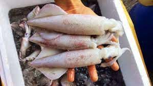 bi kip mua hai san ngon cho xom luoi vung tau