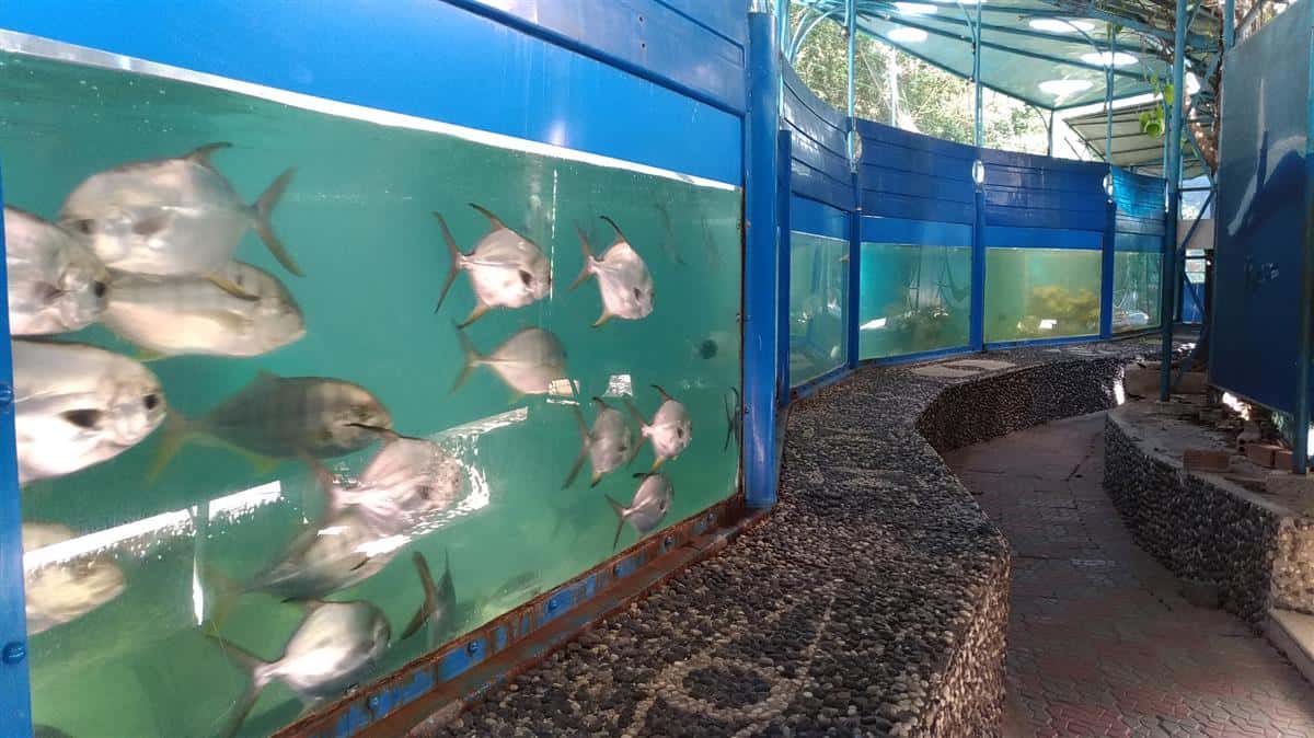 vien hai duong hoc nha trang dia diem du lich nha trang attcxr25
