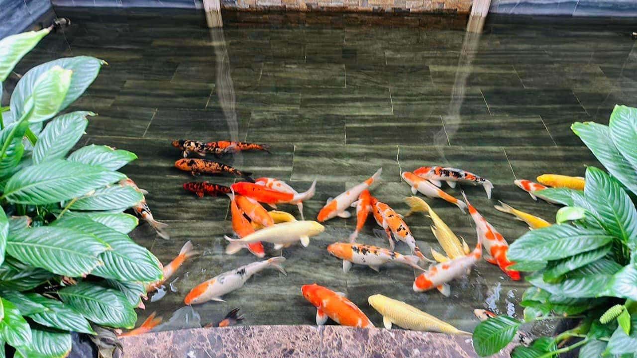  Bể cá Koi