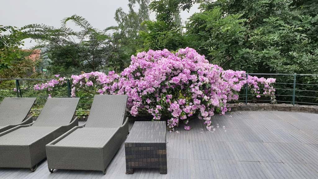 Ghế nằm bể bơi 