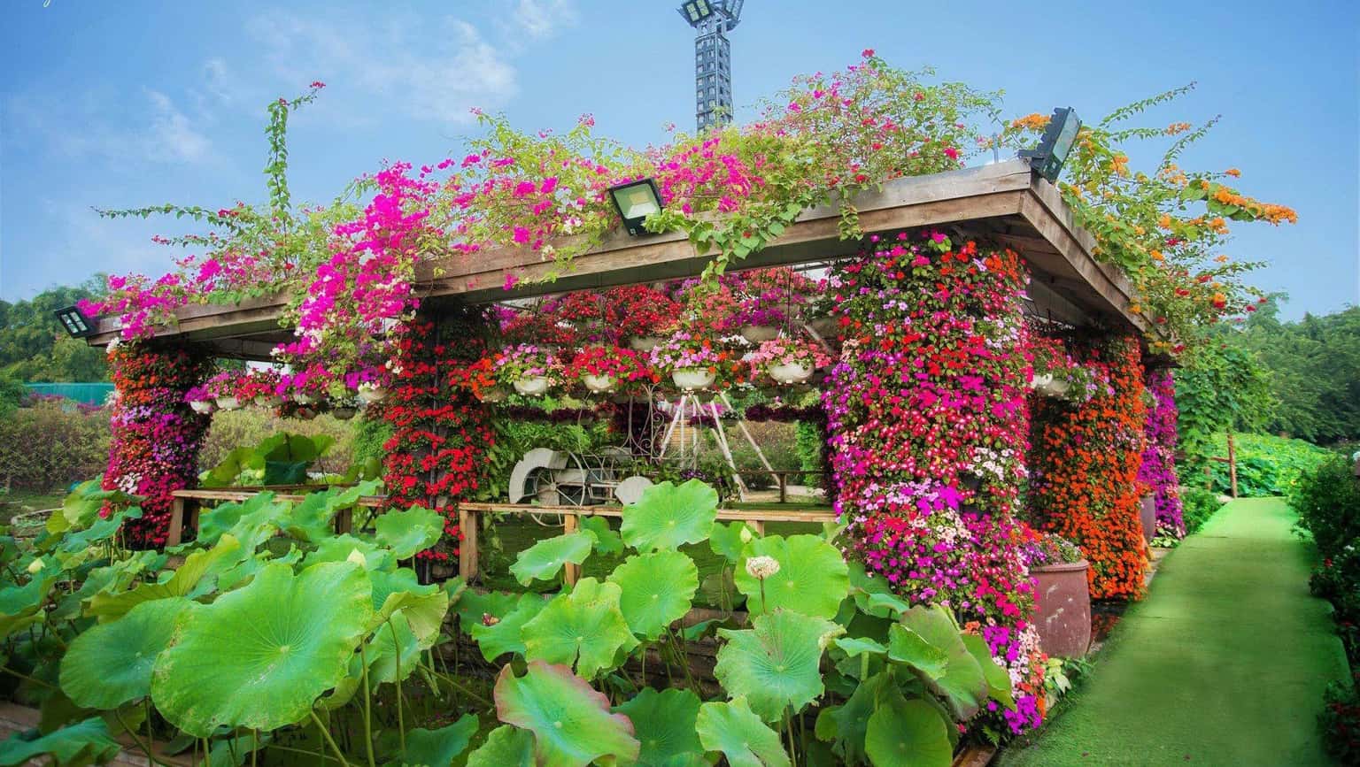 justfly thung lung hoa ho tay hanoi